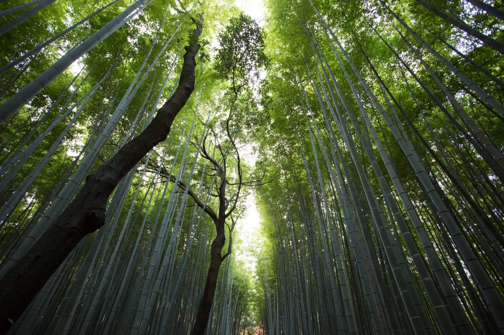 Walk among the mystical bamboo groves at Arashiyama