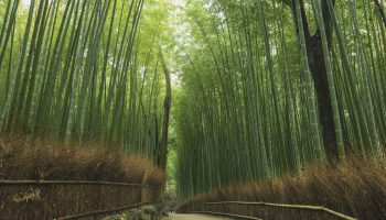 Early in the morning, after a brief rain shower, a relaxing walk through the bamboo forest. A small road leads through the beautifully landscaped bamboo forest. Just a special place. Very few people are on the move.