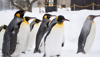 A group of penguins, which is the popular main tourist attraction in Asahikawa Zoo in Hokkaido, Japan.