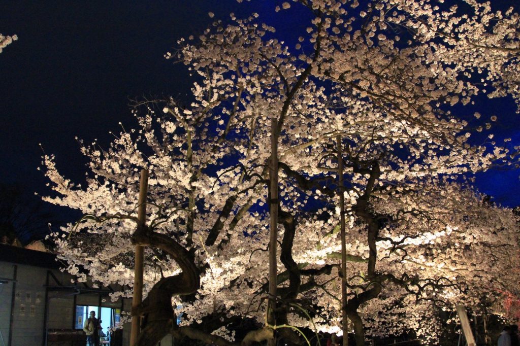 Beautiful sakura light up at Nijo Castle.