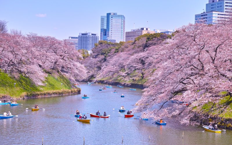 Tokyo, Japan - April 4, 2017: Chidorigafuchi Park in the spring of Tokyo is famous for cherry blossoms. By the time cherry blossoms are in full bloom it will be crowded with many tourists. Several boats float on the moat and see the cherry blossoms.