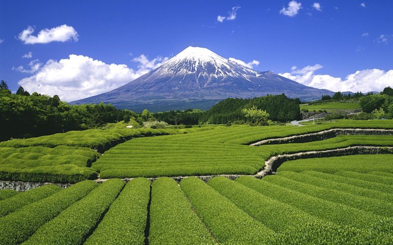 Mt. Fuji and tea plantations