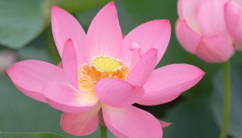 Pink lotus and bud at Gyoda in Saitama