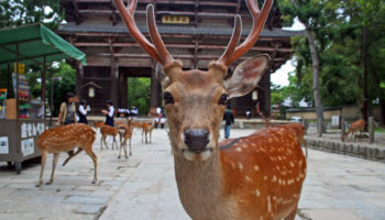 Deer at Nara Park in Japan