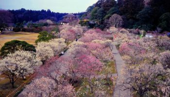 Kairakuen Garden in Ibaraki Japan is known for its March plum blossom festival