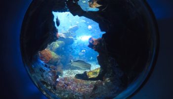 kyoto aquarium