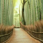 kyoto bamboo