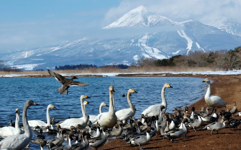 Lake Inawashiro mount Bandai swans Fukushima