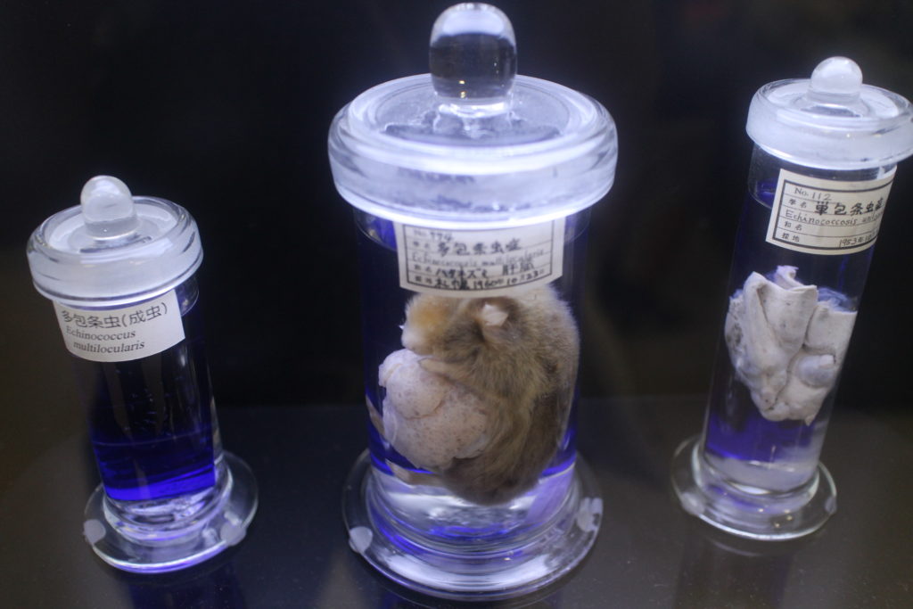 A mouse with a parasitic tumor at the Meguro Parasite Museum in Tokyo