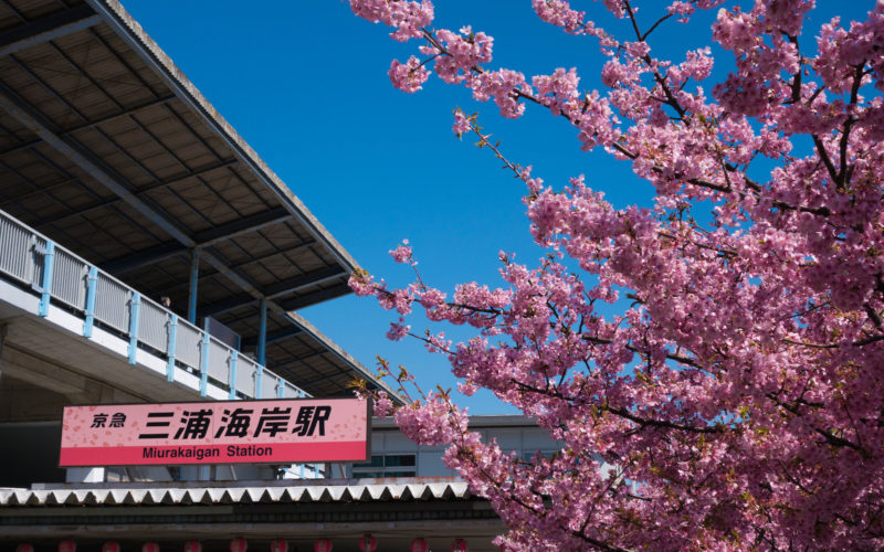 Miura Kaigan Cherry Blossom Festival in Kanagawa Japan