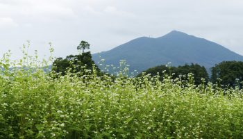 Buckwheat field and Mount Tsukuba in the distance with its twin peaks.
