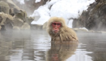 Monkeys bathing in the onsen in Nagano