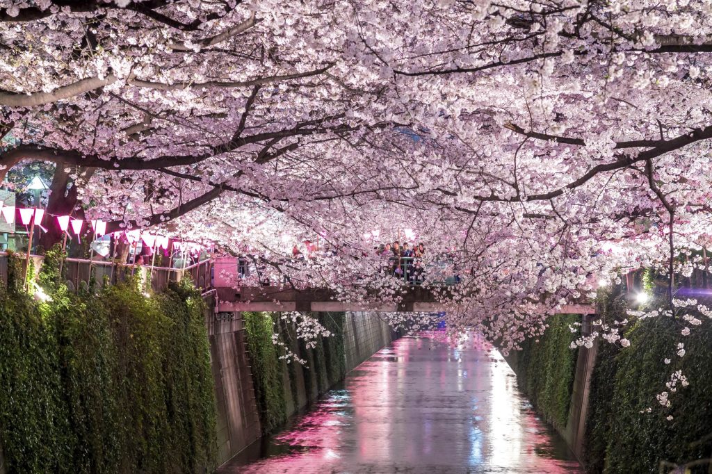 Nakameguro cherry blossom-lined river