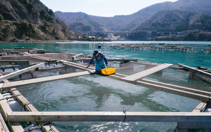 Obama Aquaculture in Fukui Japan.
