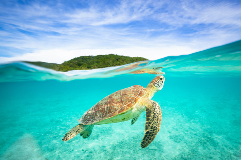 Sea Turtle in Okinawa, Japan.