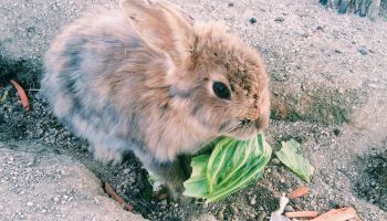 Rabbit on Okunoshima "rabbit island" Japan