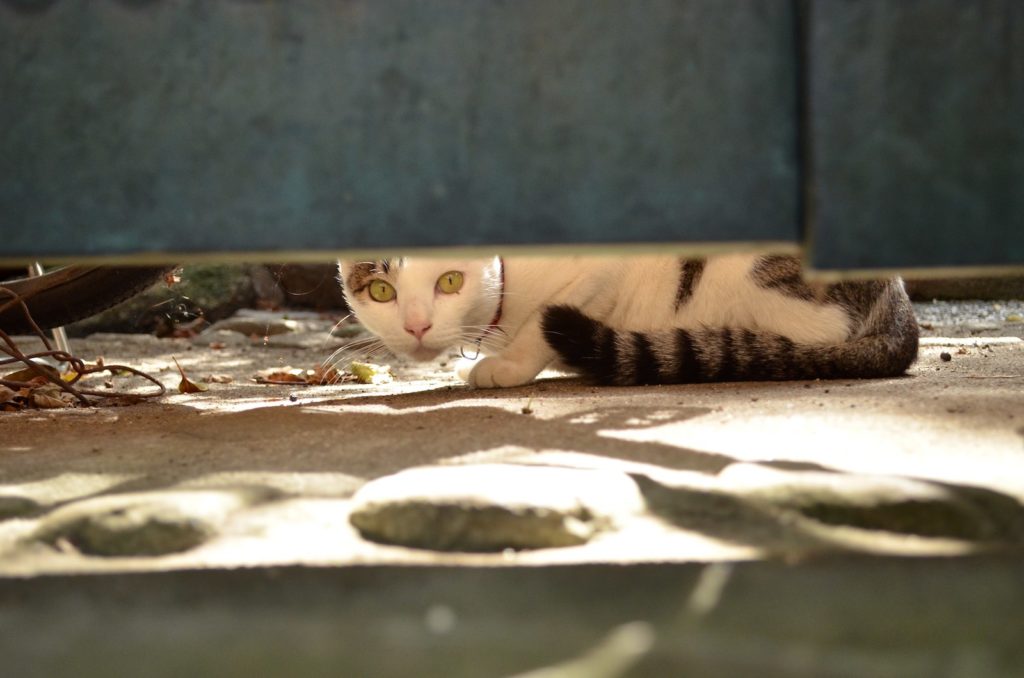 Cat in Onomichi