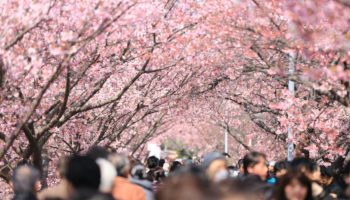 ueno park cherry blossom