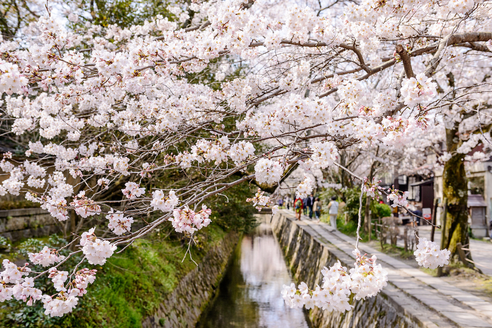 Kyoto, Japan at Philosopher's Walk in the Springtime.