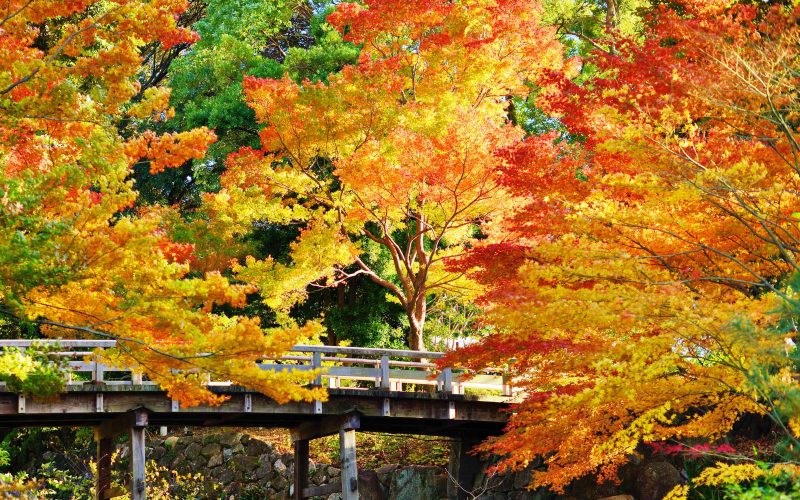 Autumn leaves at Tokugawa gardens Nagoya