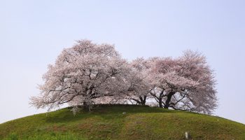 "Cherry tree on the hill, Sakitama Kofun, Saitama, Japan"