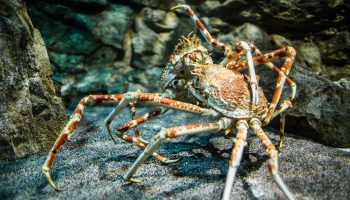 Giant Japanese spider crab- (Macrocheira kaempferi)