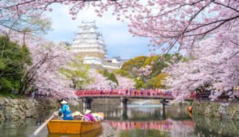 Himeji Castle in Hyogo, Japan during cherry blossom season