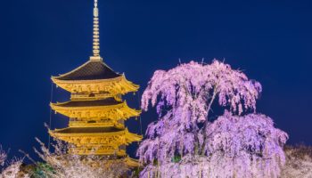 Toji Temple at night and cherry blossoms in Kyoto, Japan