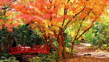 Todoroki Valley autumn