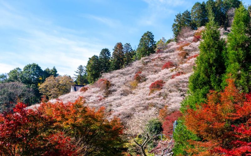 Toyota Aichi autumn cherry blossoms