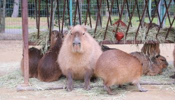 Capybara at Uminonakamichi Seaside Park in Fukuoka.