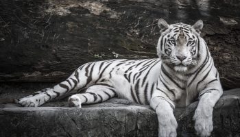 Close up portrait of White Tiger for Tobu Zoo in Saitama.