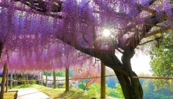 The beautiful wisteria in spring in Kitakyushu, Fukuoka.