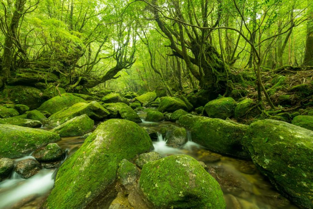Yakushima Forest in Kagoshima, Japan.