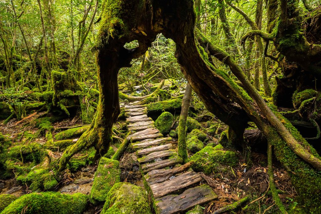 A forest walkway that goes under a large cedar tree in Yakushima.