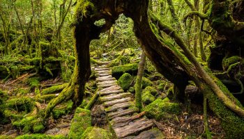 A forest walkway that goes under a large cedar tree in Yakushima.